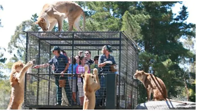 courtesy of dailymail