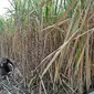 Aktivitas petani tebu di Desa Betet, Pesantren, Kediri, Jatim pada akhir September lalu. Pada tahun 2018, stok gula konsumsi surplus 2,4 juta ton dengan rincian stok sisa akhir tahun 2017 sebesar 1 juta ton. (Merdeka.com/Iqbal S. Nugroho)