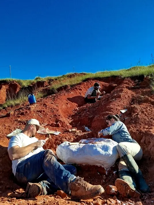 Sebuah tim ahli paleontologi dari Universitas Federal Santa Maria menghabiskan empat hari menggali fosil tersebut untuk mengangkat bongkahan batu yang berisi fosil dinosaurus yang "hampir lengkap" untuk dibawa kembali ke pusat penelitian mereka untuk dipelajari. (Handout / Federal University of Santa Maria / AFP)