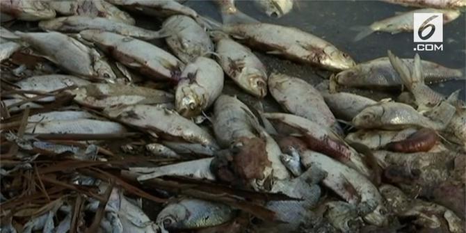 VIDEO: Jutaan Ikan Mati Misterius di Australia