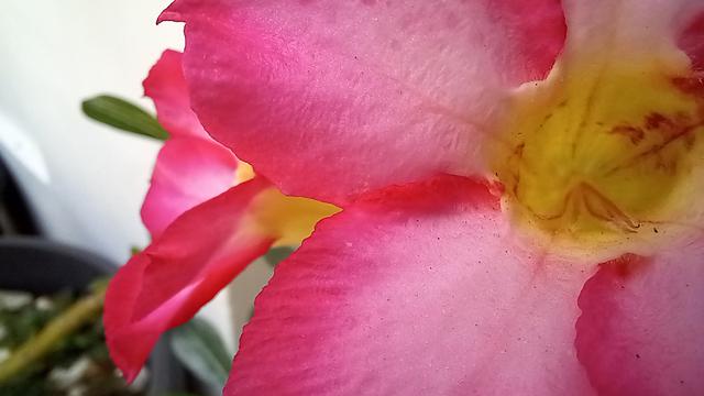 Hasil foto dengan kamera makro di luar ruangan dengan Samsung Galaxy M22 (Liputan6.com/Giovani Dio Prasasti)