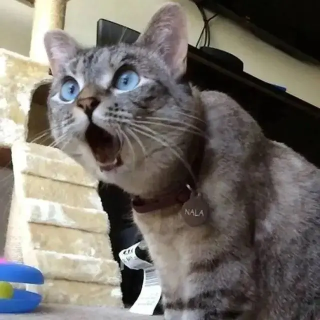 10 Potret Ekspresi Kucing saat Kaget Ini Lucu Banget, Bikin Gemas