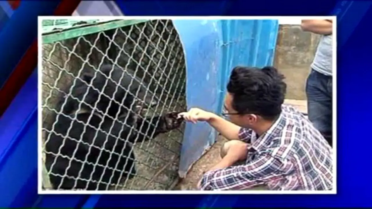 'Anak Anjing' Adopsi Tumbuh Menjadi Seekor Beruang