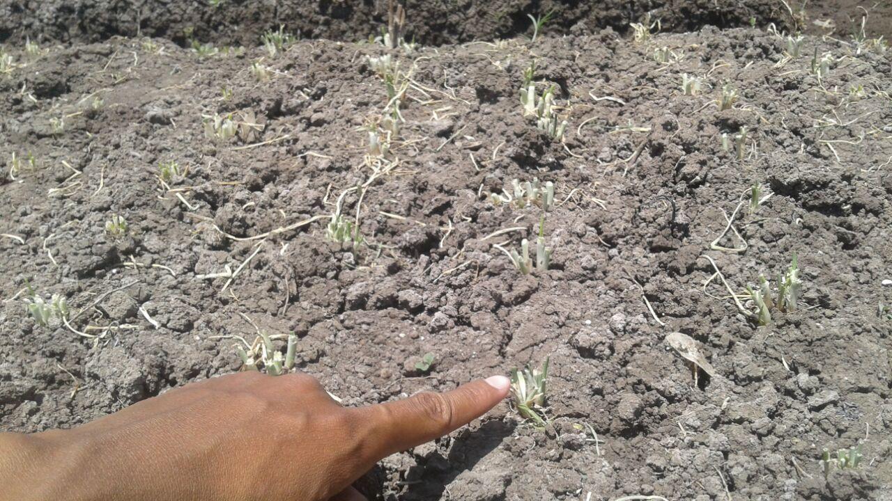 Aksi Petani Ponorogo Cukur Gundul Daun Bawang Merah