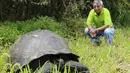 Fausto Llerena melihat kura-kura baru berukuran raksasa yang ditemukan di Pulau Santa Cruz, Kepulauan Galapagos  pada 21 Oktober 2015. Spesies kura-kura yang diberi nama Chelonoidis donfaustoi mempunyai bobot 250 kg. (REUTERS/Galapagos National Park)