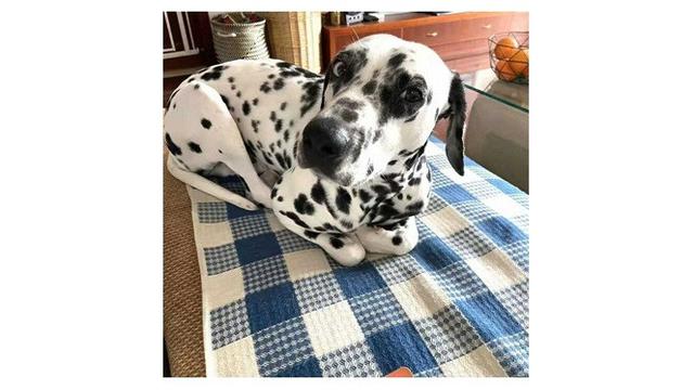 8 Potret Anjing saat Tiru Tingkah Laku Kucing Ini Bikin Geleng Kepala