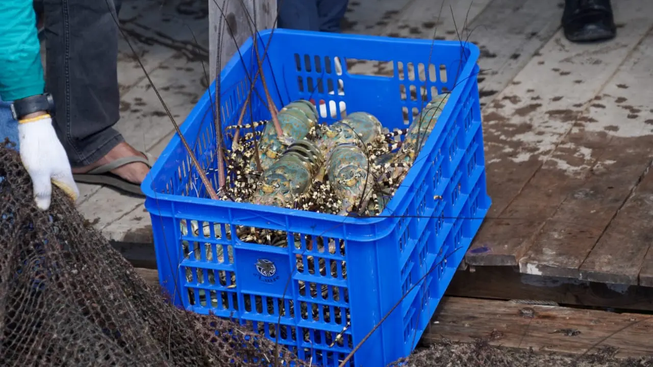 Menteri Kelautan dan Perikanan Sakti Wahyu Trenggono ingin membawa Indonesia memiliki peran strategis pada rantai pasok (supply chain) lobster di pasar global.