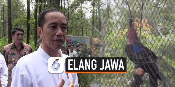 VIDEO: Jokowi Lepasliarkan Elang Jawa di Taman Nasional Gunung Merapi