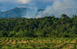 Aceh Terima Hibah Rp 27 M untuk Menjaga Hutan