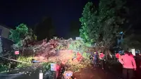 Penampakan Pohon Beringin Besar di Kota Bogor Tumbang dan Tutupi Jalan