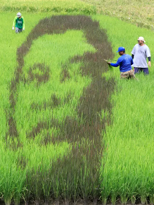 Karya seni bergambar wajah Presiden Filipina Rodrigo Duterte terlihat di areal persawahan Kota Los Banos, Manila Selatan, Kamis (6/10). Pembuatan karya seni ini menggunakan prinsip pada pembuatan seni 3D dan seni ruang. (REUTERS/Romeo Ranoco)