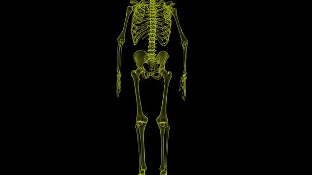 7 Fungsi Rangka Manusia Beserta Penjelasannya yang Perlu Diketahui ...