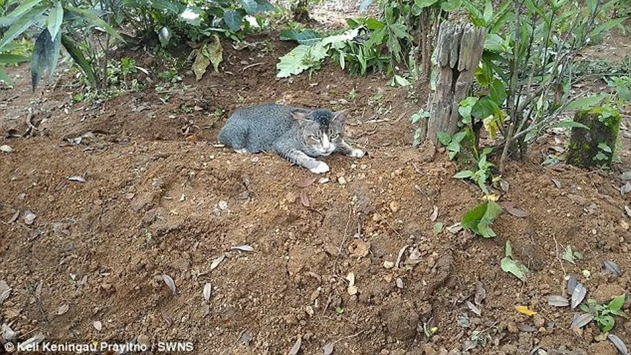 Bikin Haru, Kucing Ini Hidup di Kuburan Demi Temani Sang Pemilik