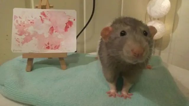 5 Potret Lucu Darius, Tikus Kecil yang Jago Melukis