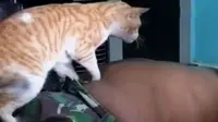 Unik, Kucing Kampung Ini Bisa Memijat Pemiliknya   