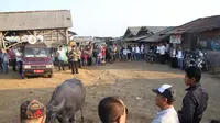 Makna Arak-arakan Kerbau di Pesta Lomban Jepara