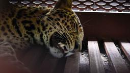 Seekor macan tutul liar membuat heboh pengunjung dan pegawai salah satu penginapan di Jalan Padasaluyu, Kecamatan Sukasari, Kota Bandung, Senin (6/10/2025) pagi. (Timur Matahari/AFP)