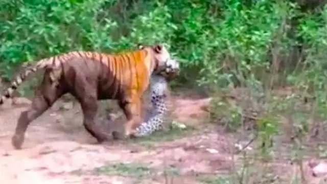Pertarungan Seru Harimau Versus Macan Tutul, Siapa yang Menang?