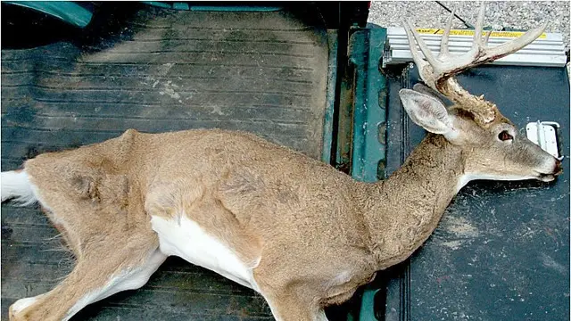 Zombie Rusa, Penyakit yang Dapat Menganggu Otak Manusia