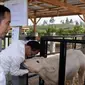 Presiden Joko Widodo dan Ibu Negara melakukan kunjungan ke Desa Parsingguran, Kecamatan Pollung, Kabupaten Humbang Hasundutan guna meninjau pengembangan peternakan dan pertanian, Rabu (31/7/2019).