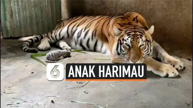 VIDEO: Harimau Bengal Putih Pertama Lahir di Nikaragua