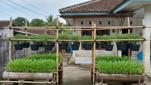 Kombinasi Bambu Gantung dan Pot Kangkung