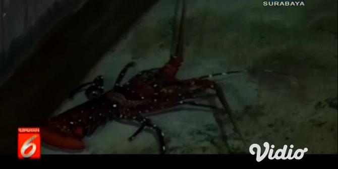 VIDEO: Nikmati Olahan Lobster Mutiara khas Pesisir Pantai Selatan Jember