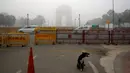 Seekor anjing liar menguap saat para komuter melintas di tengah kabut asap pagi di sekitar India Gate, New Delhi, India, Selasa (20/12/2022). India Utara mengalami kabut pertama musim ini dan diperkirakan akan berlangsung selama lima hari ke depan yang mengganggu transportasi kereta api, jalan raya, dan udara. (AP Photo/Manish Swarup)