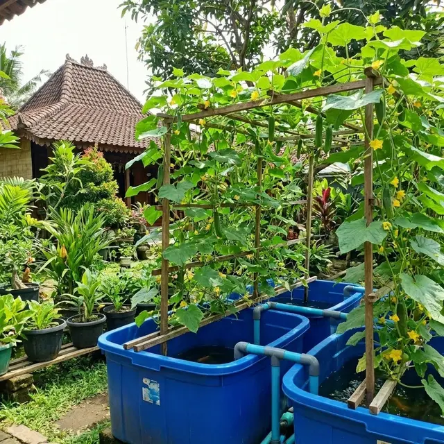 Jenis Sayuran Terbaik untuk Aquaponik