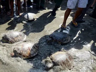 Sejumlah kura-kura hijau dilepaskan di pantai Kuta di pulau Bali (27/3). Sekitar 18 kura-kura hijau diburu untuk diambil dagingnya dan dilepaskan kembali ke laut setelah polisi menangkap pelaku di Kabupaten Gianyar pada 13 Maret. (AFP Photo/Sonny Tumbelaka)
