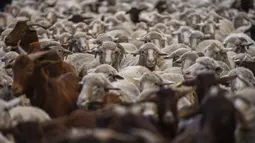 Kawanan domba memasuki Kota Madrid, Spanyol, Minggu (24/10/2021). Para gembala memandu domba melewati jalan-jalan Madrid untuk membela hak penggembalaan dan migrasi kuno yang semakin terancam oleh urban sprawl dan praktik pertanian modern. (AP Photo/Manu Fernandez)