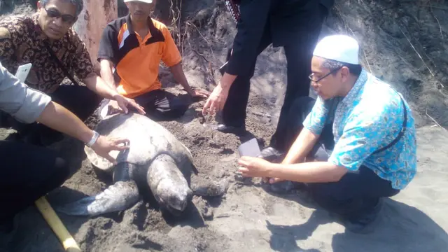 Seekor Penyu Hijau (Chelonia mydas) ditemukan mati di Pantai Laguna Lembupurwo, Kebumen. (Foto: Liputan6.com/Marzuki/Muhamad Ridlo)