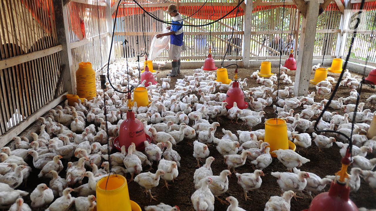 Tembus Rp 50 Ribu per Kg, Peternak Keluhkan Harga Bibit Ayam Fluktuatif