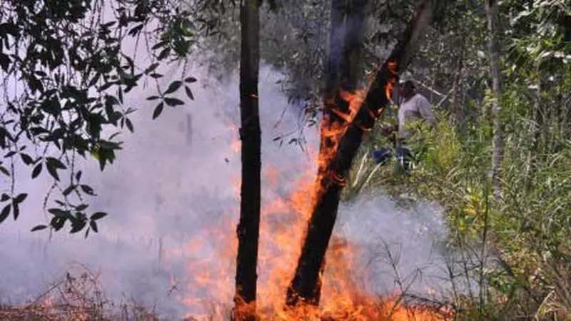 kebakaran hutan