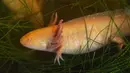 Seekor hewan sejenis amfibi Ajolote (Ambystoma mexicanum) berada dalam tangki ikan di pusat konservasi saat Ajolote Preservation Event di mana tindakan pelestarian spesies endemik yang terancam punah ini dibahas di Xochimilco, Mexico City, Meksiko, 16 Februari 2022. (CLAUDIO CRUZ/AFP)