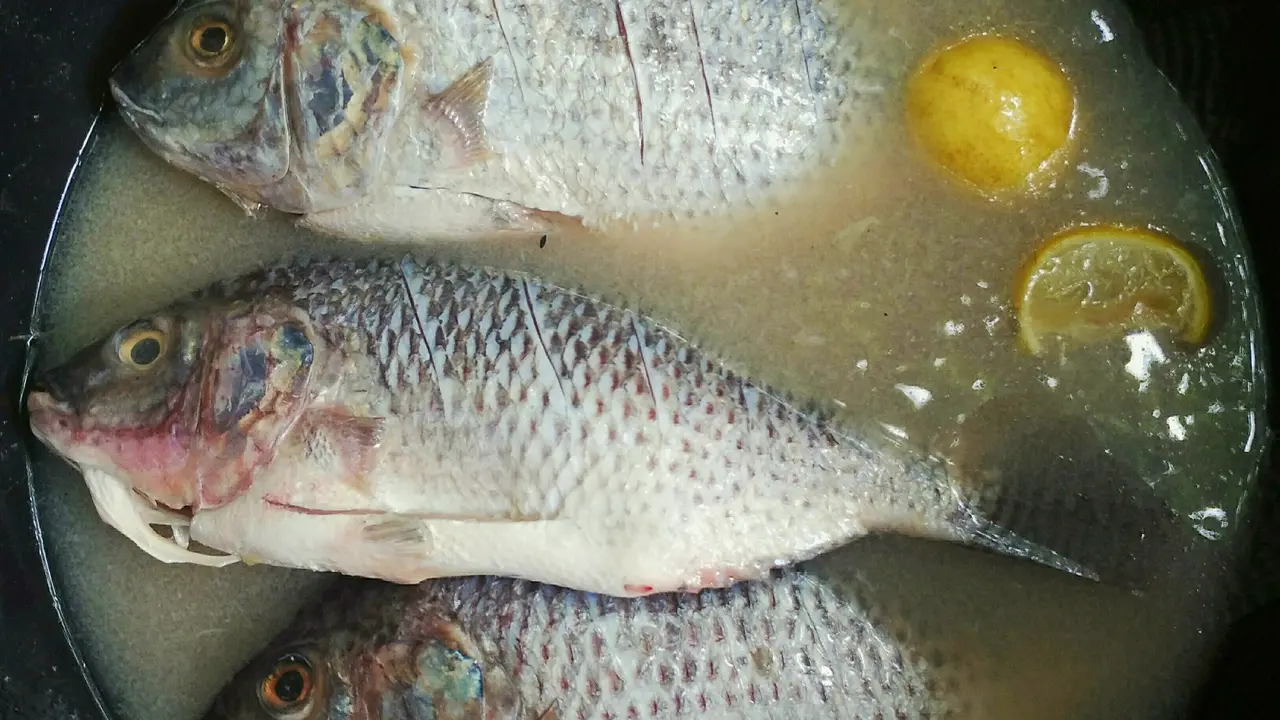 Ikan Nila