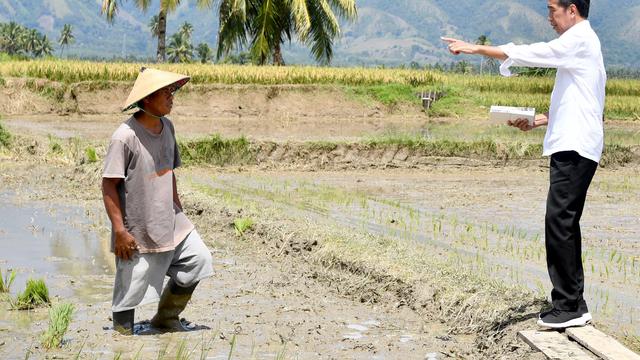 Presiden Joko Widodo atau Jokowi melihat panen raya padi di Desa Pandere, Kecamatan Gumbasa, Kabupaten Sigi, Sulawesi Tengah.