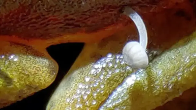 Tubuh Katak Ditumbuhi Jamur