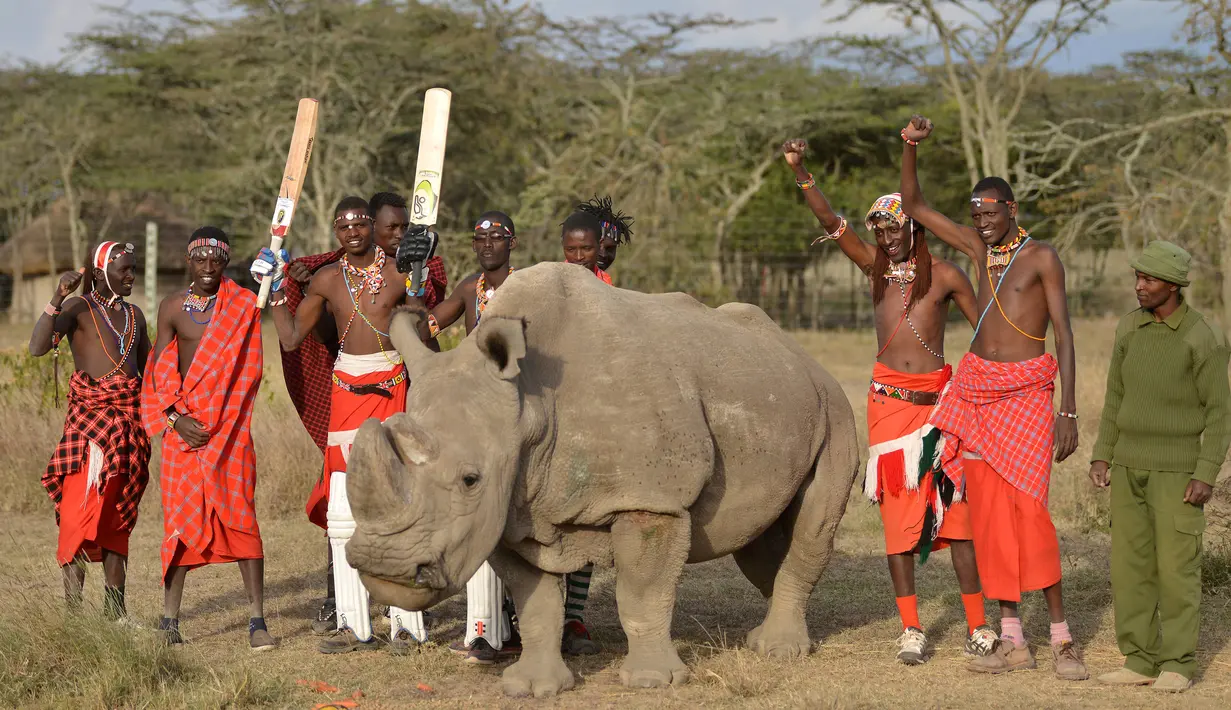 Pejuang Maasai berpose dengan satu-satunya pejantan dari tiga badak putih terakhir di dunia bernama Sudan di Nanyuki, Kenya, 18 Juni 2017. Sudan kini telah mati pada usia 45 tahun. (TONY KARUMBA/AFP)