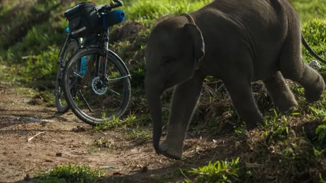 [Bintang] Demi Menyelamatkan Rumah Gajah di Aceh, Dua Pemuda Ini Rela Bersepeda Keliling Sumatera
