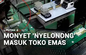 Monyet "Nyelonong" Masuk Toko Emas