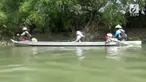 Ikan Arapaima terlihat muncul di Kali Surabaya, Gresik. Warga melakukan perburuan ikan air tawar itu di sepanjang aliran kali.