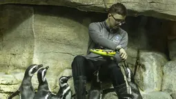 Beberapa ekor penguin Magellan diberi makan di Shedd Aquarium di Chicago, Amerika Serikat (17/2/2020). Shedd Aquarium  memiliki koleksi 32.000 ekor binatang dan menarik sekitar 2 juta pengunjung setiap tahun. (Xinhua/Joel Lerner)