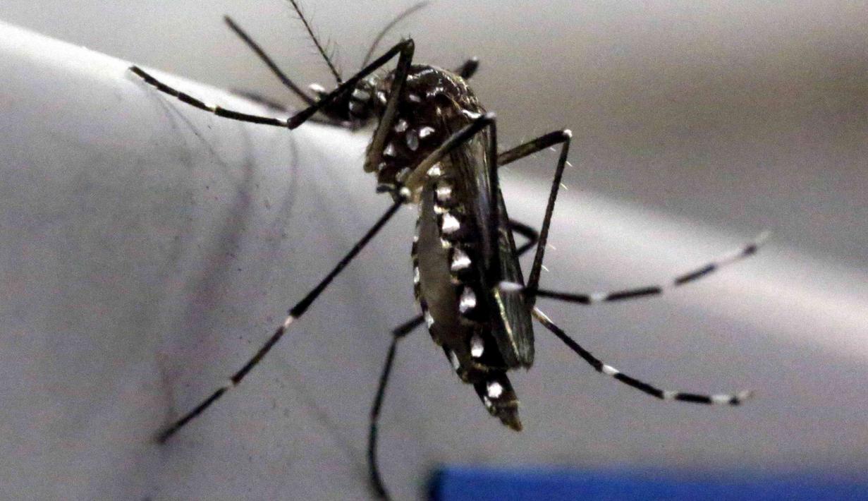 Nyamuk Aedes Aegypti terlihat di laboratorium Oxitec di Campinas, Brasil, (2/2/2016). Para ahli kesehatan memeberikan keterangan bahwa Virus Zika yang menyebar di kawasan Amerika Latin, terutama Brasil dan Kolombia. (REUTERS/Paulo Whitaker)