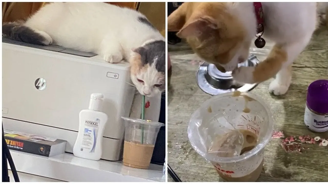 6 Aksi Kocak Kucing Minum Kopi Ini Bikin Gemas, Penasaran dengan Rasanya