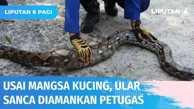 Warga di Pademangan, Jakarta Utara, dibuat heboh dengan munculnya seekor ular sanca yang baru saja memangsa kucing. Ular sanca tersebut langsung dievakuasi oleh Petugas Damkar dan akan diserahkan ke BKSDA.