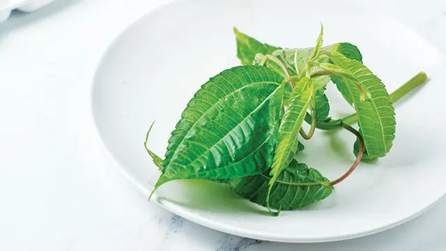 Ilustrasi daun pohpohan/copyright greeners.co