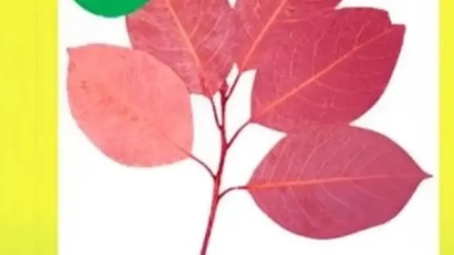 Tes Kepribadian Pakai Daun