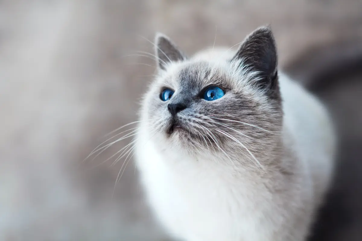ilustrasi kucing