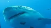 Untuk pertama kalinya, hiu putih terbesar di dunia tertangkap oleh kamera penyelam